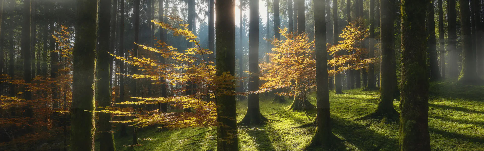 Cansiglio Orienteering Meeting 2026