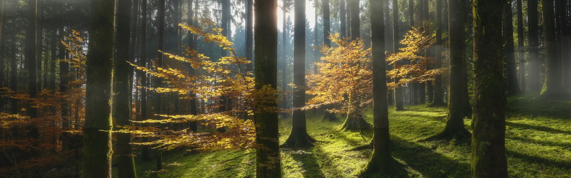 Cansiglio Orienteering Meeting 2026